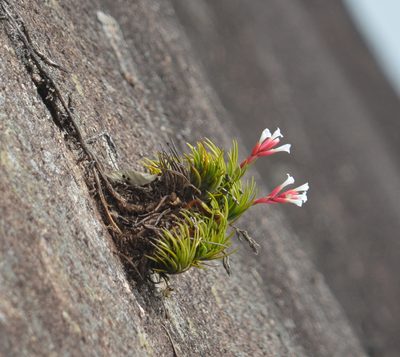 Tillandsia araujei, photographed by B. Phalan