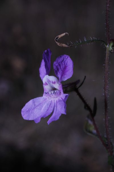 Cuphea calcarata, photographed by Arturo Castro Castro