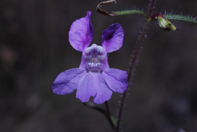 Cuphea calcarata, photographed by Arturo Castro Castro