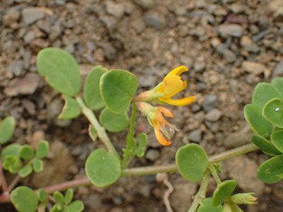 Acmispon maritimus, photographed by George Williams