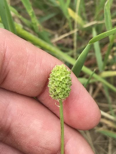 Sanguisorba annua, photographed by Luke Padon