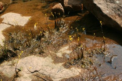 Utricularia odorata, photographed by Oleg Kosterin
