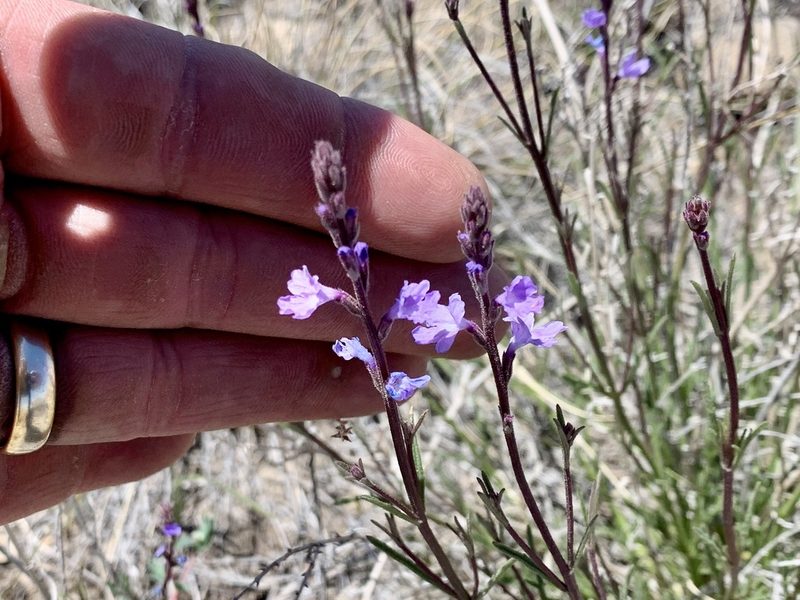 Verbena perennis, photographed by CK2AZ