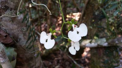 Oeonia rosea, photographed by Anabela Plos