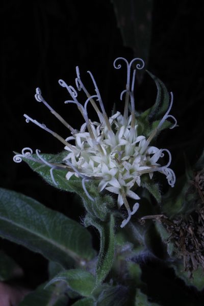 Lagascea helianthifolia, photographed by Arturo Castro Castro