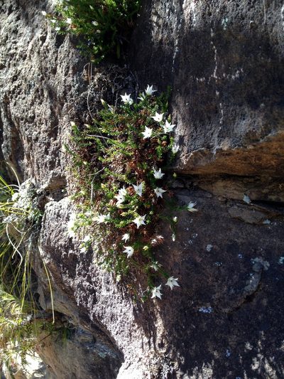 Sprengelia monticola, photographed by Chris Wyse