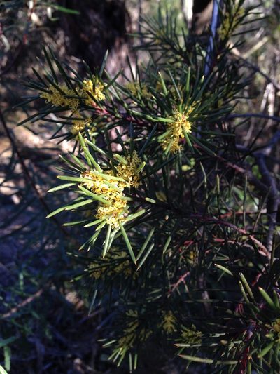 Hakea pachyphylla, photographed by Chris Wyse
