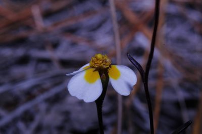 Urbinella palmeri, photographed by Arturo Castro Castro
