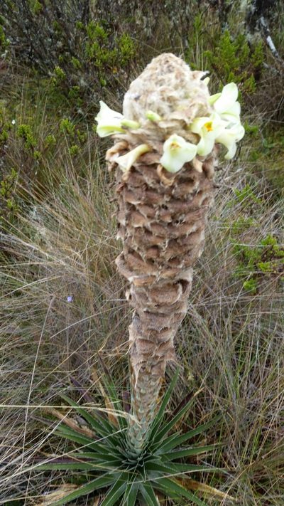 Puya trianae, photographed by Anabela Plos