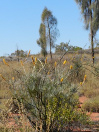 Grevillea eriostachya, photographed by Chris Wyse