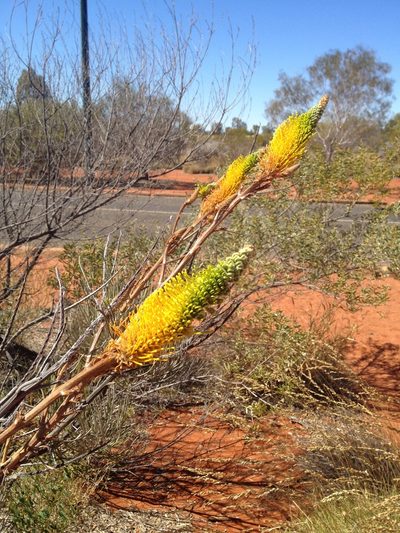 Grevillea eriostachya, photographed by Chris Wyse