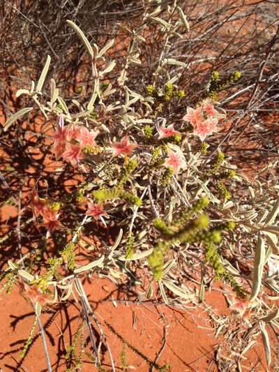 Calytrix carinata, photographed by Chris Wyse