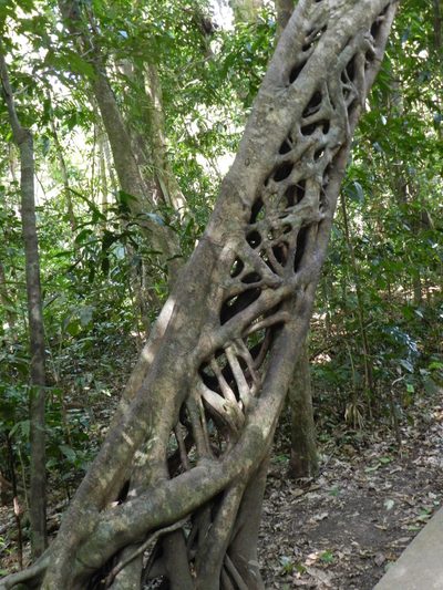 Ficus pleurocarpa, photographed by Chris Wyse
