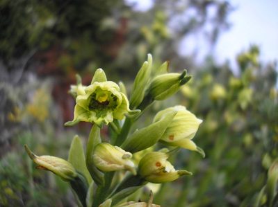 Gavilea australis, photographed by Anabela Plos