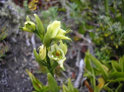 Gavilea australis, photographed by Anabela Plos