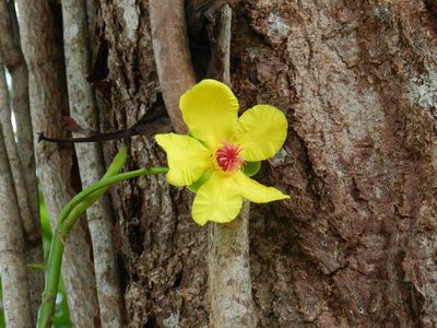 Dillenia alata, photographed by Chris Wyse