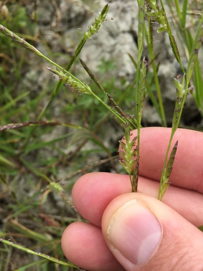 Glyceria declinata, photographed by crothfels