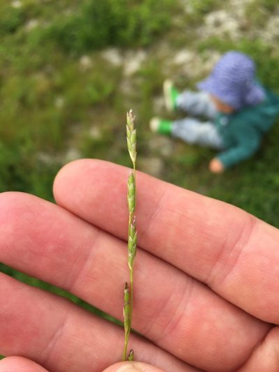 Glyceria declinata, photographed by crothfels