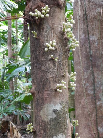 Phaleria clerodendron, photographed by Chris Wyse