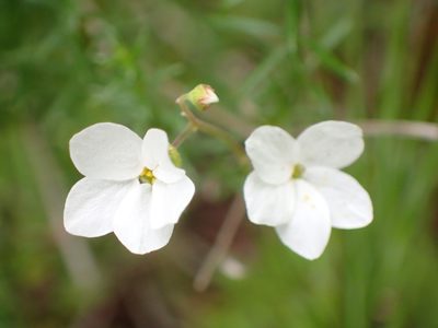 Lithophragma cymbalaria, photographed by George Williams