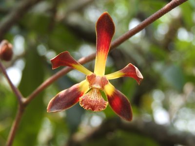 Encyclia parviflora, photographed by Victor De la Cruz