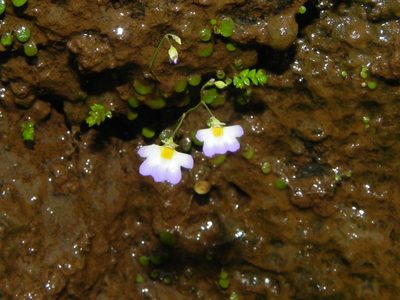Vanda tessellata, photographed by S.MORE
