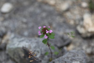 Hedeoma acinoides, photographed by Nick Loveland