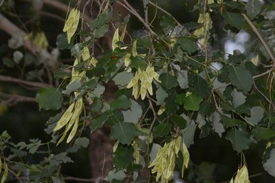 Dalbergia latifolia, photographed by S.MORE