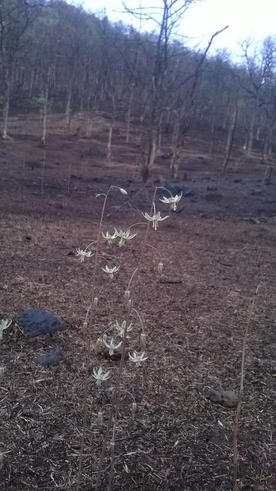 Indurgia indica, photographed by S.MORE