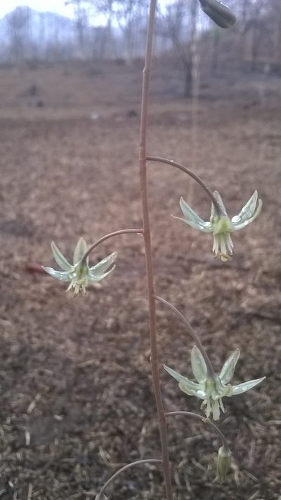 Indurgia indica, photographed by S.MORE