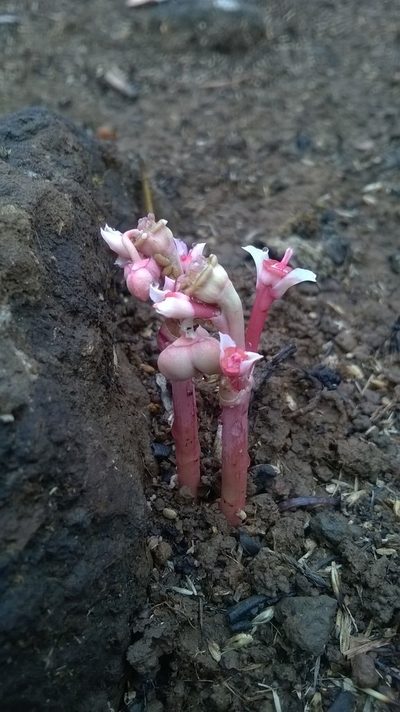 Euphorbia fusiformis, photographed by S.MORE