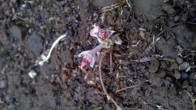 Euphorbia fusiformis, photographed by S.MORE
