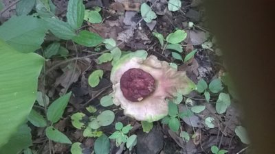 Amorphophallus paeoniifolius, photographed by S.MORE