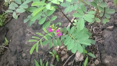 Tephrosia rosea, photographed by S.MORE
