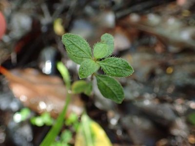 Coprosma ciliata, photographed by Penelope Noel Gillette