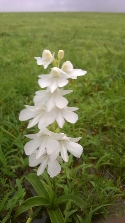 Habenaria suaveolens, photographed by S.MORE