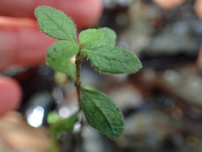Coprosma ciliata, photographed by Penelope Noel Gillette