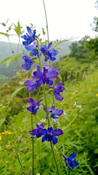 Delphinium malabaricum, photographed by S.MORE