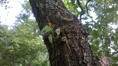 Dendrobium crispum, photographed by S.MORE