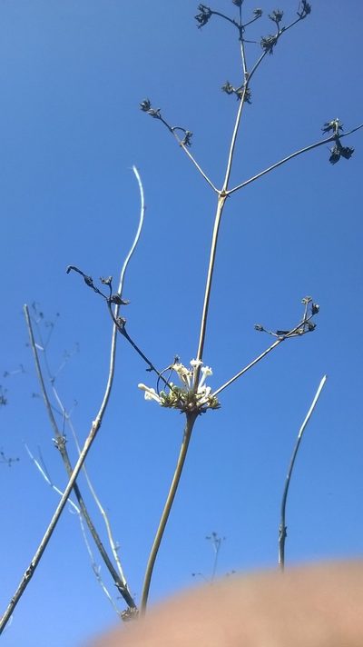 Spermadictyon suaveolens, photographed by S.MORE