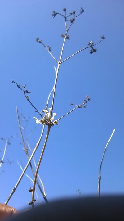 Spermadictyon suaveolens, photographed by S.MORE