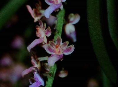Diplocentrum recurvum, photographed by S.MORE
