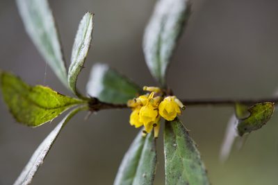 Berberis kawakamii, photographed by Licheng Shih