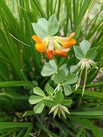 Lotus longisiliquosus, photographed by Aissa Djamel Filali
