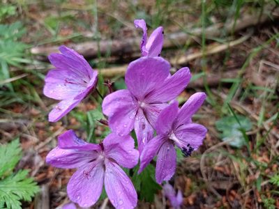 Geranium atlanticum, photographed by Aissa Djamel Filali