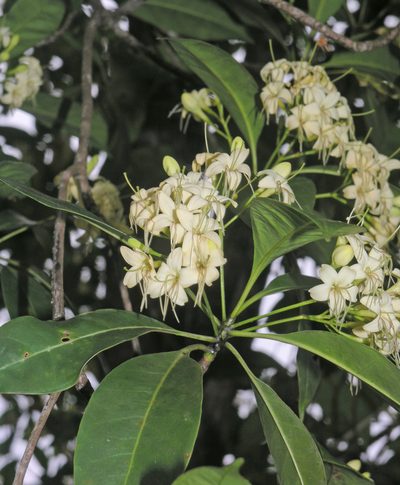 Cyrtophyllum fragrans, photographed by Oleg Kosterin