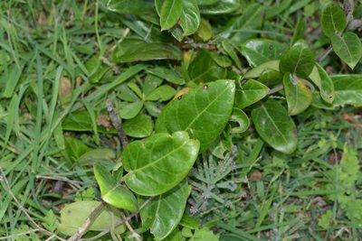 Vincetoxicum indicum, photographed by S.MORE