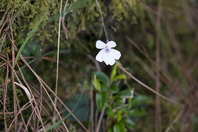 Viola formosana, photographed by Licheng Shih