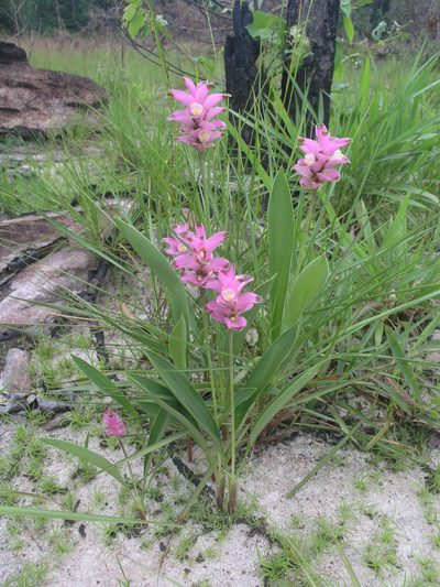 Curcuma sparganiifolia, photographed by Oleg Kosterin