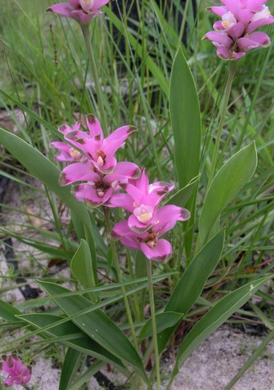 Curcuma sparganiifolia, photographed by Oleg Kosterin
